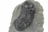 Detailed Austerops Trilobite - Ofaten, Morocco #243874-5